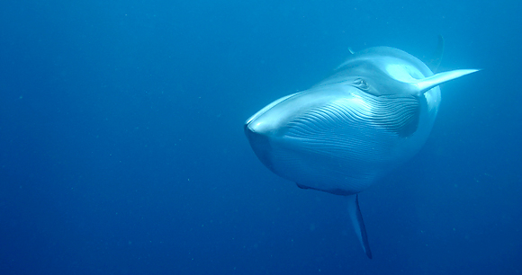 Whaling - Photo by iStock