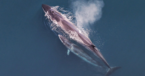 Sei whales - Photo by Christin Khan NOAA Sei whales - Photo by Christin Khan NOAA
