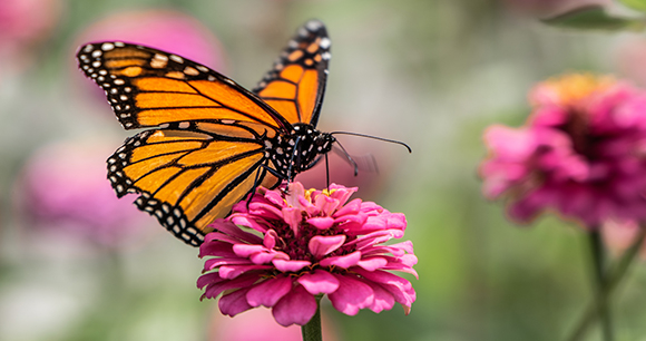 monarch butterfly - James