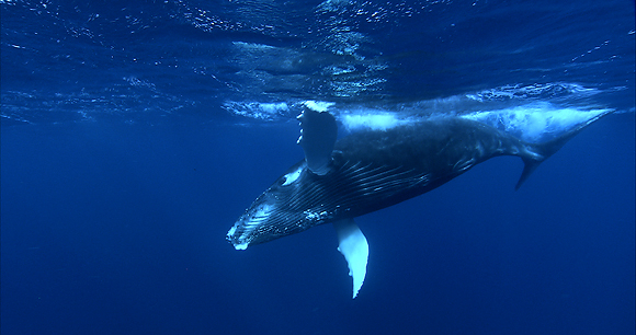 Subsistence whaling - Photo by Florian Graner