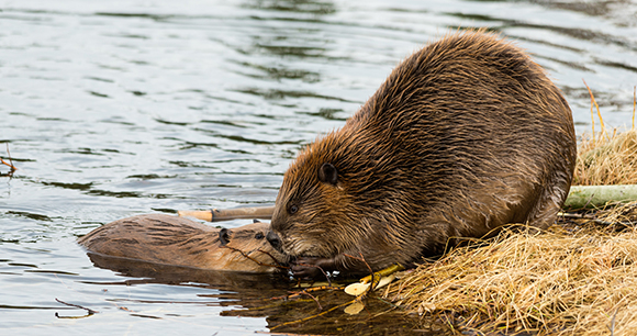 photo by dpep beaver mother with kit - photo by dpep