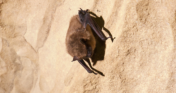Brown bat - Photo by Dave Riggs