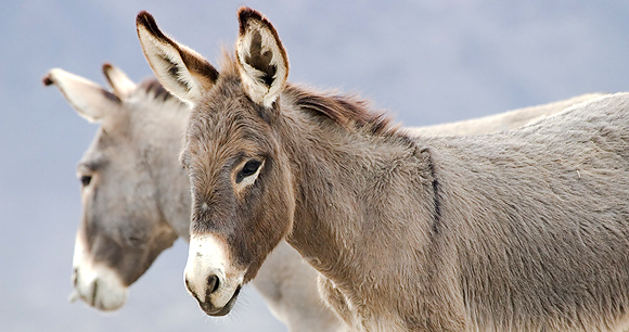 Burro - Photo by Rylee Isitt Burro - Photo by Rylee Isitt