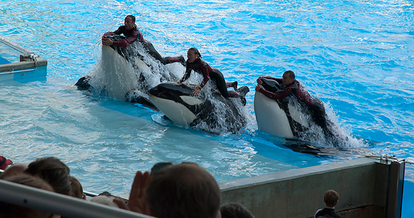 Captive orcas - photo by Shelley Powers