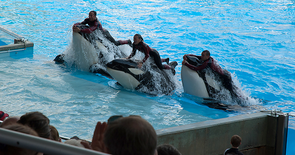 Captive orcas - photo by Shelley Powers Captive orcas - photo by Shelley Powers