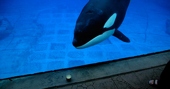 Captive orca - Photo by stretchdog