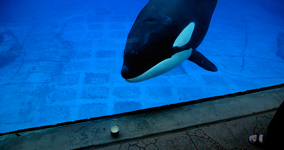 Captive orca - Photo by stretchdog Captive orca - Photo by stretchdog