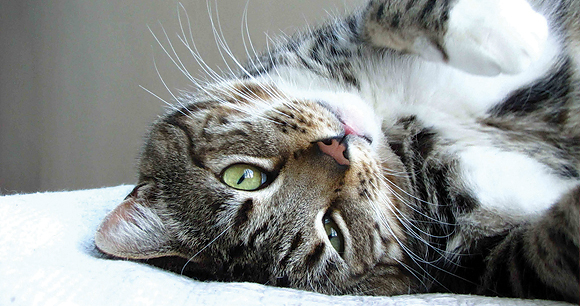 Cat - Photo by Cheryl J Cat - Photo by Cheryl J