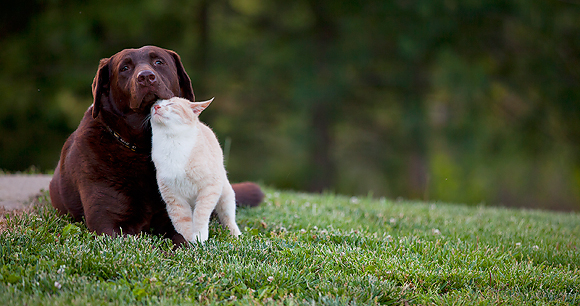 Dogs and cats - Photo by Taylor Bennett