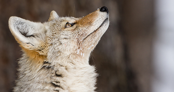 Trapping and penning - Photo by WD Sebastian