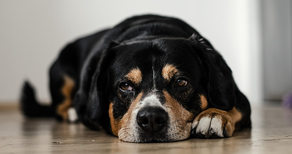 Dog - Photo by Dominik QN Dog - Photo by Dominik QN