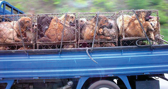 Dogmeat trade - Photo by AWI Dogmeat trade - Photo by AWI