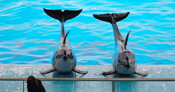 Dolphin show - Photo by Jenny B Lopez