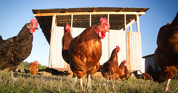 Farm animal slaughter - Photo by AWI Photo by Mike Suarez