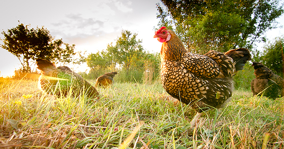 Poultry - Photo by Mike Suarez