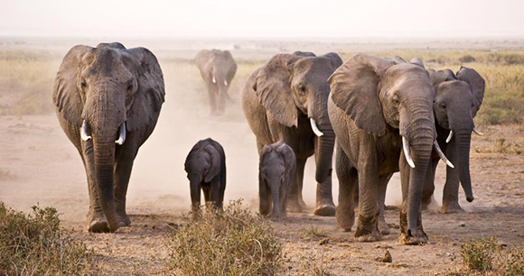 Elephants - Photo by Nick Carson Elephants - Photo by Nick Carson