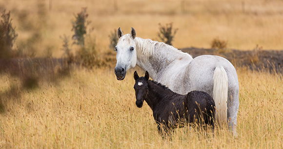 Grey mare and foal in field looking back at camera. Photo credit: DT Photography Grey mare and foal in field looking back at camera. Photo credit: DT Photography