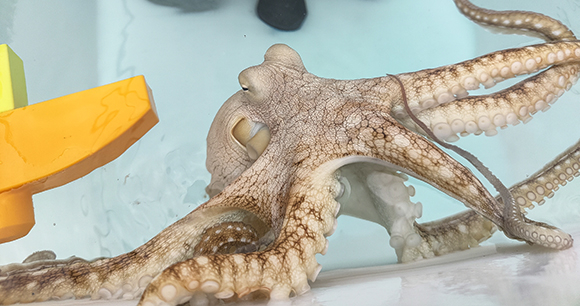 wild-caught day octopus in captivity - photo by Laura Lee Cascada/The Every Animal Project/We Animals wild-caught day octopus in captivity - photo by Laura Lee Cascada/The Every Animal Project/We Animals