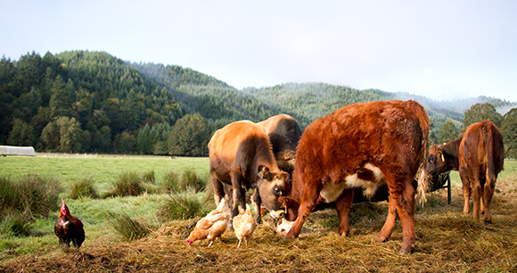 animals on a farm - photo by Mike Suarez animals on a farm - photo by Mike Suarez
