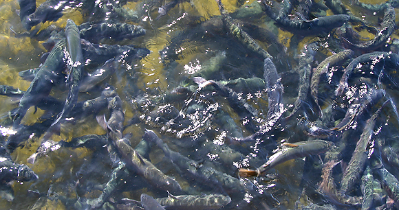 Fish farm - Photo by AWI Fish farm - Photo by AWI