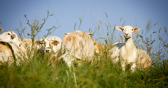 Farm animals - Photo by Mike Suarez Farm animals - Photo by Mike Suarez