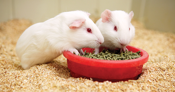 guinea pigs - photo by Novartis