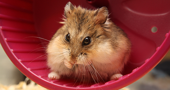 Hamster - Photo by captainmcdan Hamster - Photo by captainmcdan