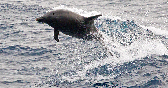 Small cetacean hunts - Photo by Mike Prince