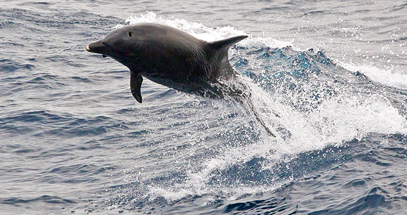 Small cetacean hunts - Photo by Mike Prince Small cetacean hunts - Photo by Mike Prince