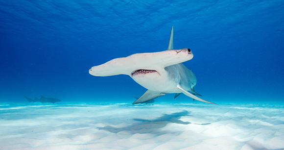 Great hammerhead shark swims above the sandy ocean floor.
