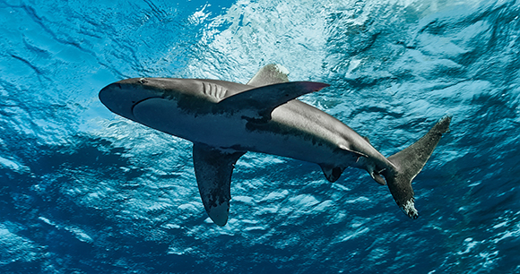 Underwater view of an Oceanic Whitetip shark.
