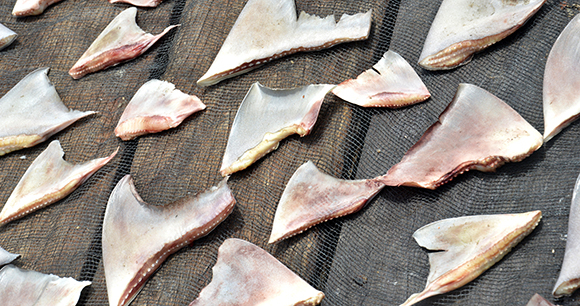 Shark fins drying in the sun.
