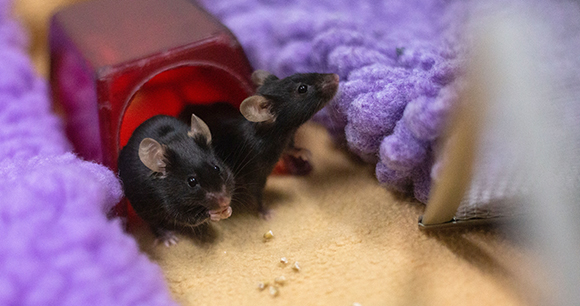 mice with enrichment - photo by Lexis Ly (UBC Animal Welfare Program)