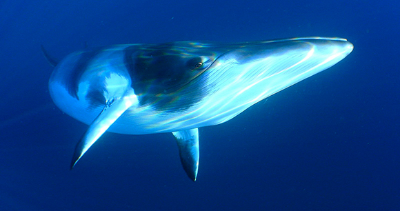 minke whale - photo by Len2040