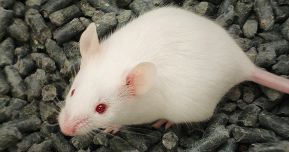 Laboratory mouse - Photo by Rick Eh Laboratory mouse - Photo by Rick Eh