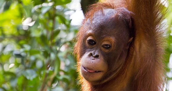 Palm oil - Photo by Imtiaz Ahmed