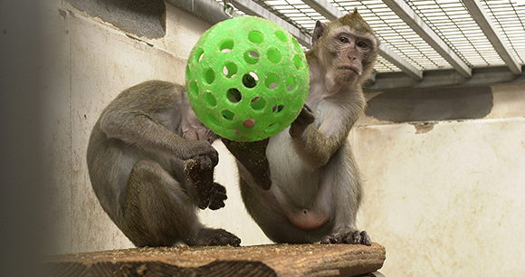 Non-Human Primates - Photo by AWI Non-Human Primates - Photo by AWI