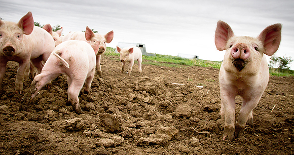 Pigs - Photo by Mike Suarez