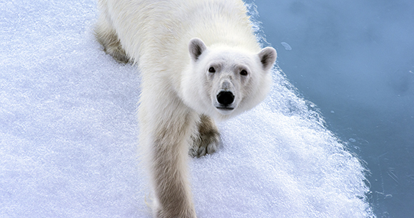 Polar bear - Photo by Christopher Michel
