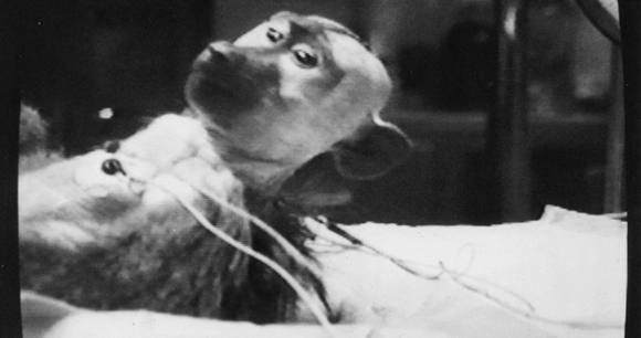Laboratory primate - Photo by AWI Laboratory primate - Photo by AWI
