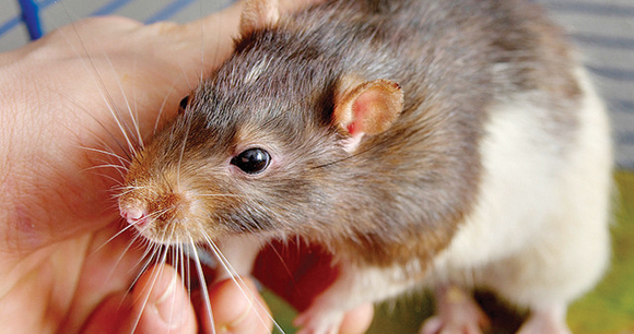 Rat - Photo by Grinwik Rat - Photo by Grinwik