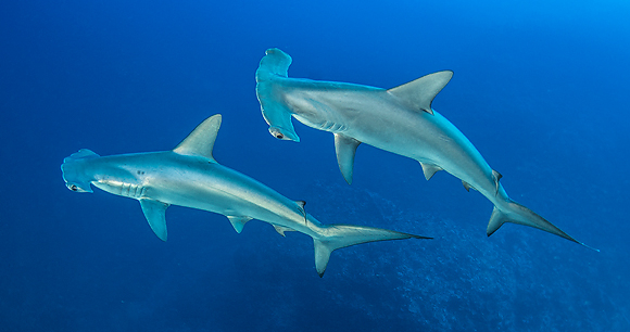 Scalloped hammerhead - Photo by atese