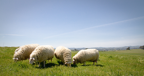 Sheep - Photo by Mike Suarez