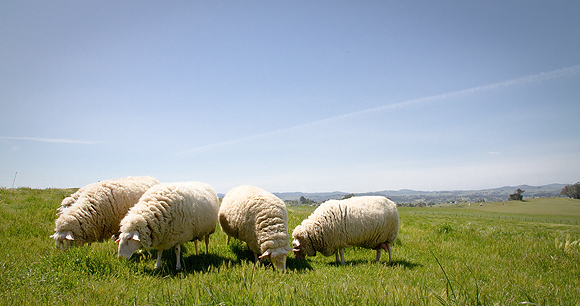 Sheep - Photo by Mike Suarez Sheep - Photo by Mike Suarez