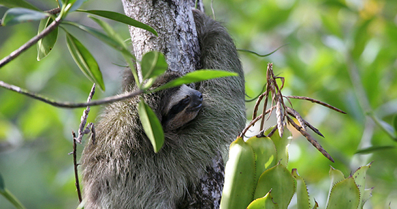 Sloth - Photo by Bryson Voirin