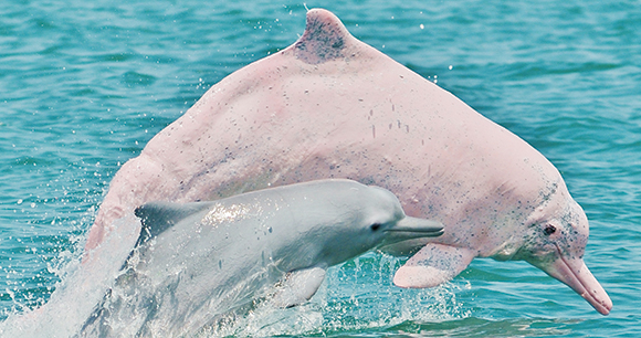 Claryana Araújo-Wang (CetAsia Research Group) Taiwanese white dolphins - Photo by Claryana Araújo-Wang (CetAsia Research Group)