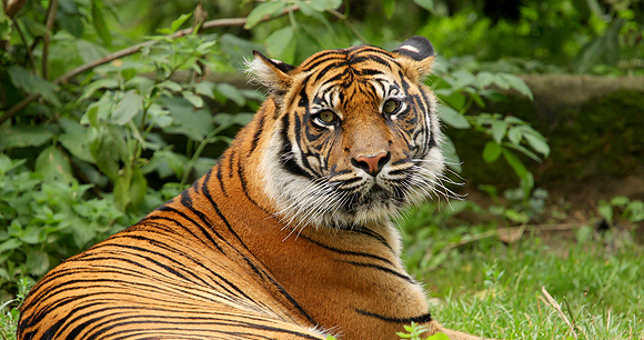 Tiger - Photo by Kristof Borkowski