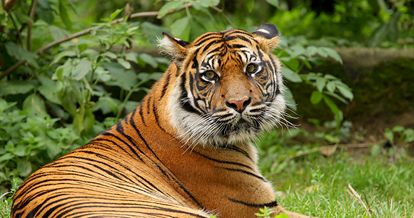 Tiger - Photo by Kristof Borkowski Tiger - Photo by Kristof Borkowski
