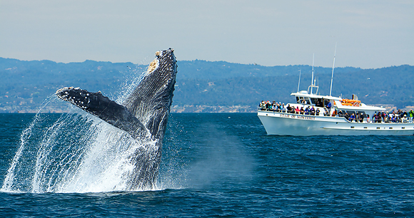 Whale watching - Photo by Wade Tregaskis