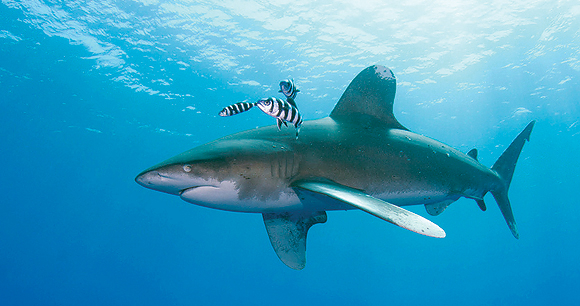 White tip shark - Photo by J Argen Donauer